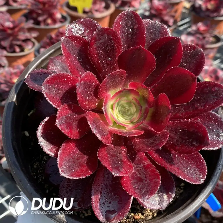 1744871009-e201.webp Aeonium Medusa Cluster - Image 1