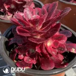 Aeonium Medusa Cluster - Image 2