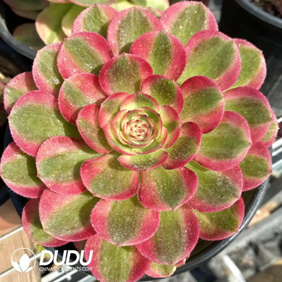1744871018-e201.webp Aeonium Halloween White Variegated - Image 1
