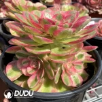 Aeonium Halloween White Variegated - Image 2