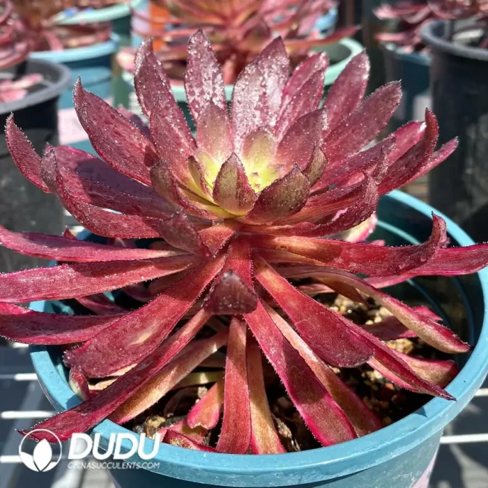 Aeonium Jinchegn - Image 2