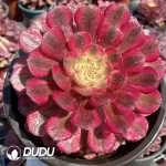 Aeonium Zhurong