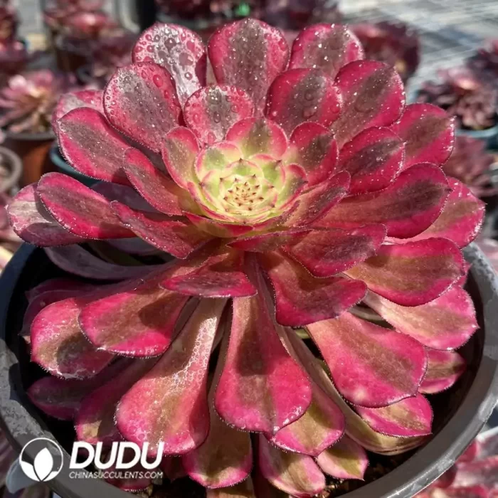 Aeonium Zhurong - Image 2