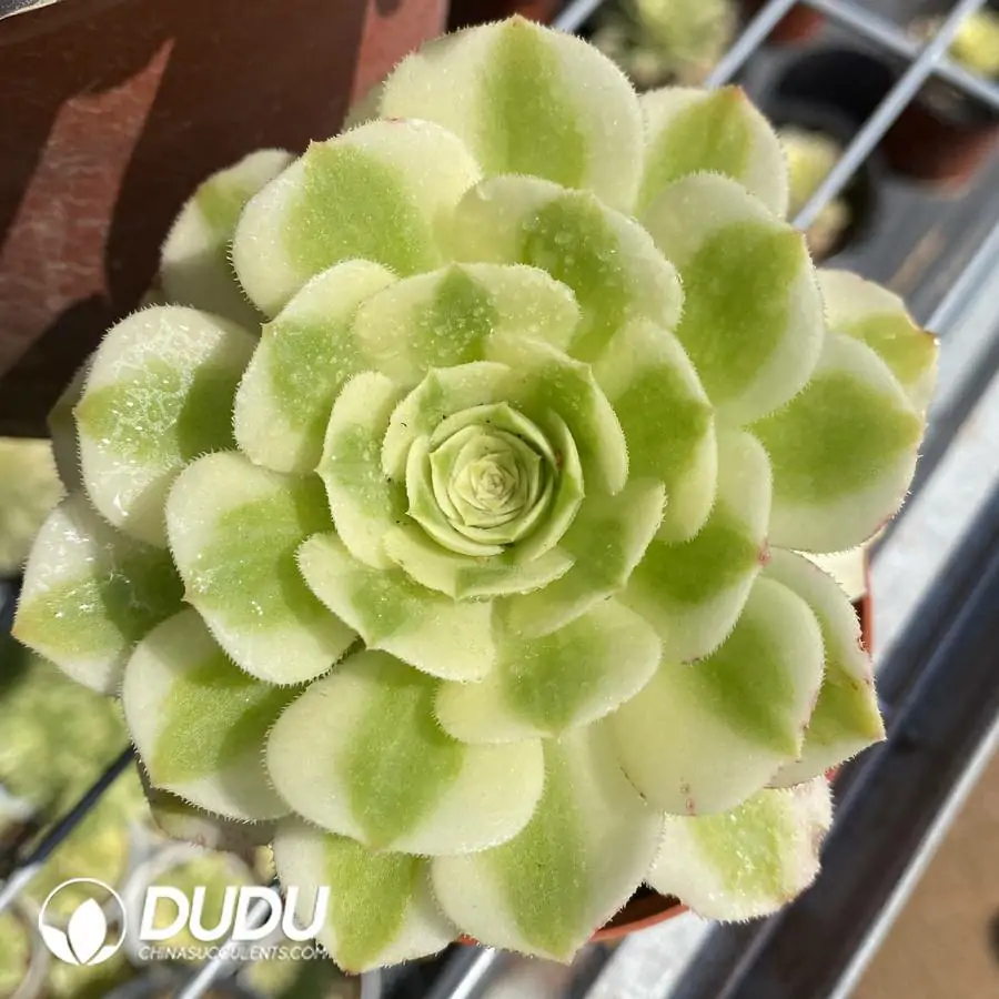 1744871032-e201.webp Aeonium Jade - Image 1