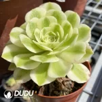 Aeonium Jade - Image 2