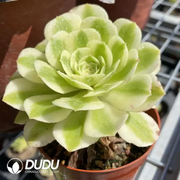 Aeonium Jade - Image 2