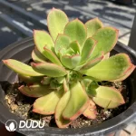 Aeonium Stars Clustering - Image 2