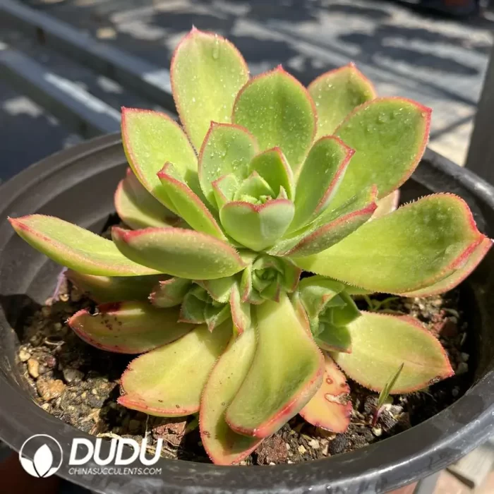 Aeonium Stars Clustering - Image 2