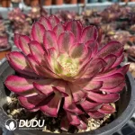 Aeonium Xianmo - Image 2