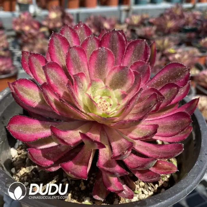 Aeonium Xianmo - Image 2