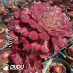 Aeonium Snow Princess Clustering