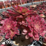 Aeonium Snow Princess Clustering - Image 2