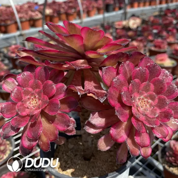 Aeonium Snow Princess Clustering - Image 2