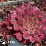 Aeonium Snow Princess Clustering - Image 3