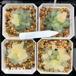 Haworthia Cooperi Isatis indigofera Variegated