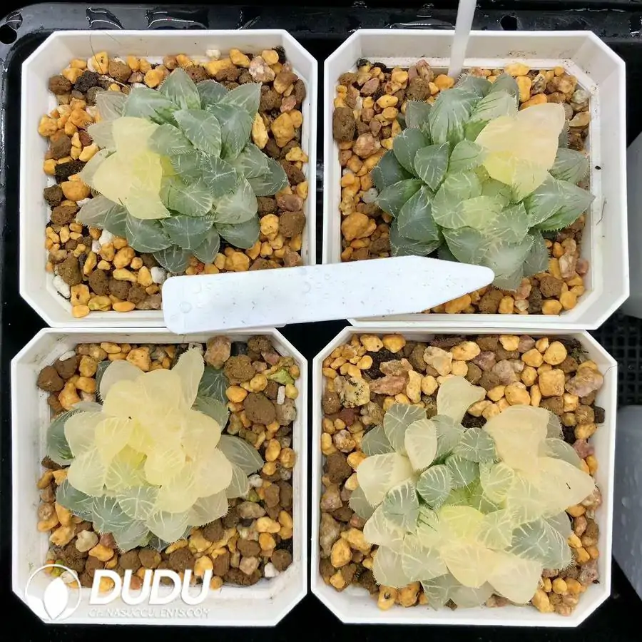 1744875982-e201.webp Haworthia Cooperi Isatis indigofera Variegated - Image 1