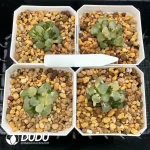 Haworthia Maughanii Red Moon Variegated