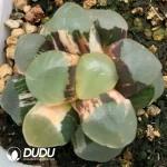 Haworthia Maughanii Red Moon Variegated - Image 2