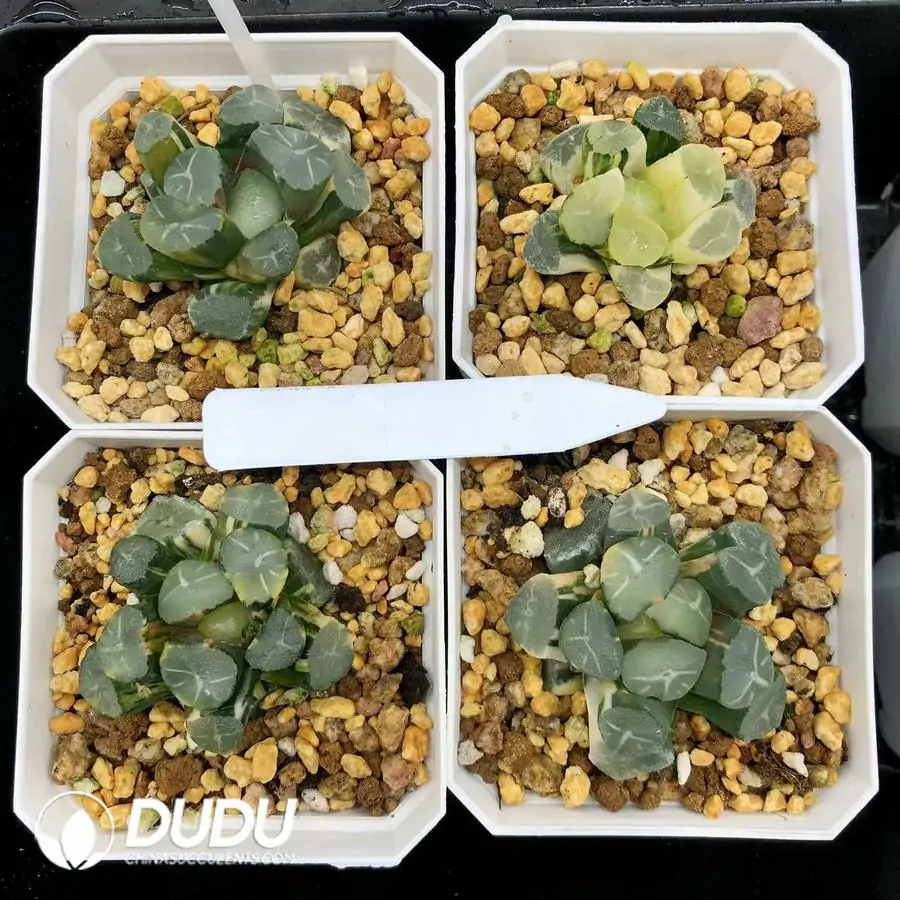 1744876108-e201.webp Haworthia Maughanii Fuji Variegated - Image 1