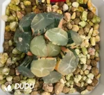 Haworthia Maughanii Fuji Variegated - Image 2