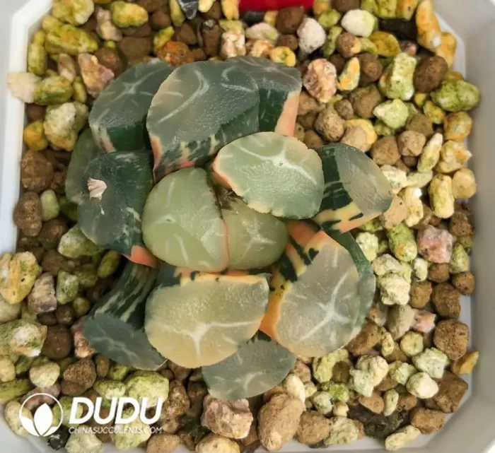 Haworthia Maughanii Fuji Variegated - Image 2