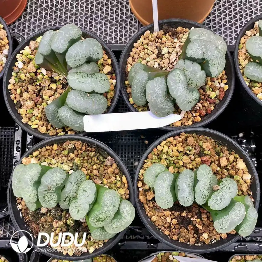 1744876147-e201.webp Haworthia Huge impetuous truncata - Image 1