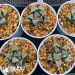 Haworthia 'Dojaku-dai'