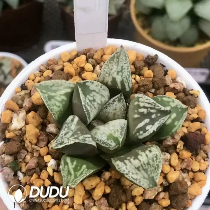 Haworthia 'Dojaku-dai' - Image 2