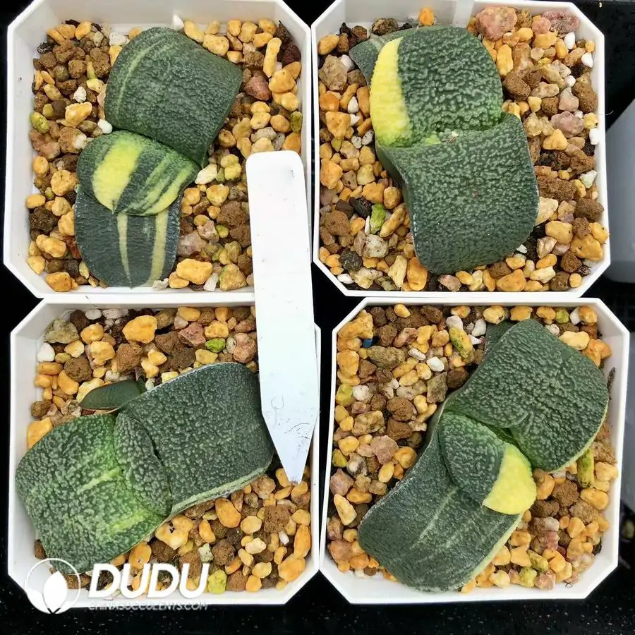 1744876238-e201.webp Gasteria armstrongii Slight Variegated - Image 1