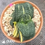 Gasteria armstrongii Slight Variegated - Image 2