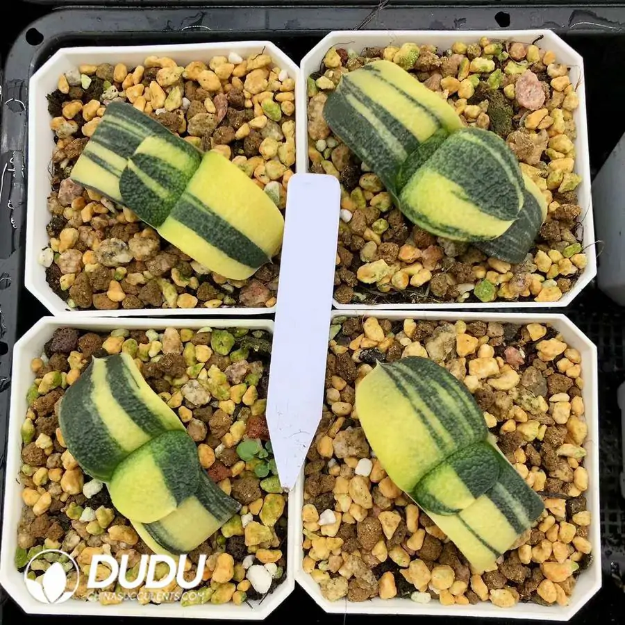 1744876244-e201.webp Gasteria armstrongii Selected Variegated - Image 1