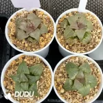 Haworthia Baida cv. “Jade face”