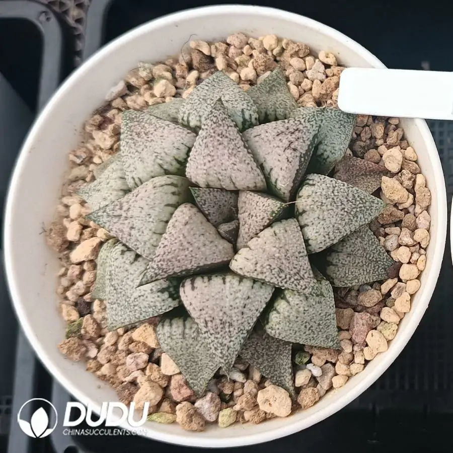 1744876324-e201.webp Haworthia Moonlight Goddess H.picta
Luna - Image 1