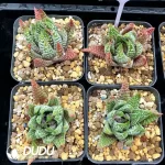 Haworthia Pumila Hybrid 'Emperor'Seed Grown