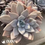 Graptoveria Pink Rabbit Clustering