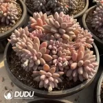 Pachyphytum Cherry Beauty Clustering - Image 2