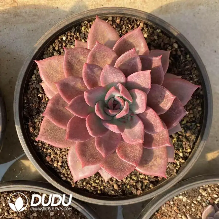 1745217500-e201.webp Echeveria Brown Sugar Card - Image 1