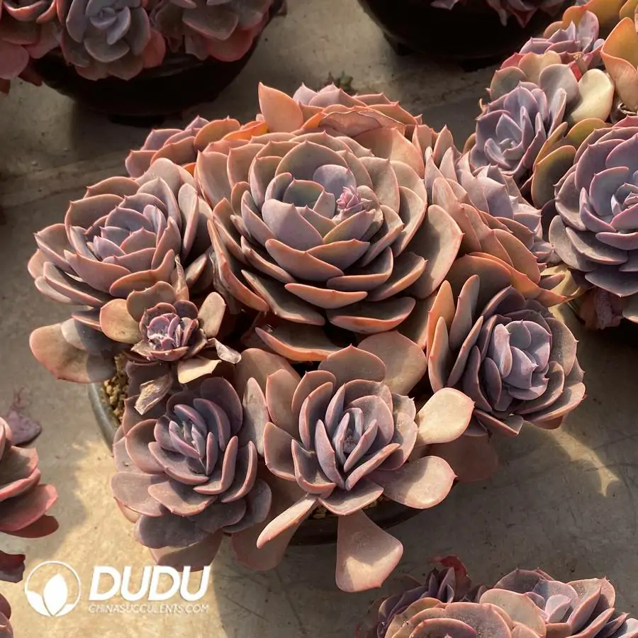 1745217511-e201.webp Echeveria Dusty Rose Clustering - Image 1