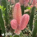 Euphorbia abdelkuri cv. Damask Var. Clustering - Image 2