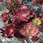 Aeonium Grafted NO.1