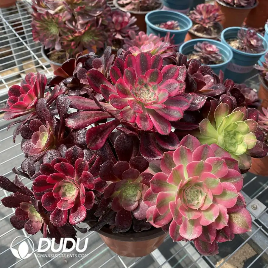 1745217677-e201.webp Aeonium Grafted NO.1 - Image 1
