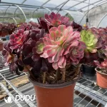 Aeonium Grafted NO.1 - Image 2