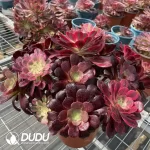 Aeonium Grafted NO.1 - Image 3