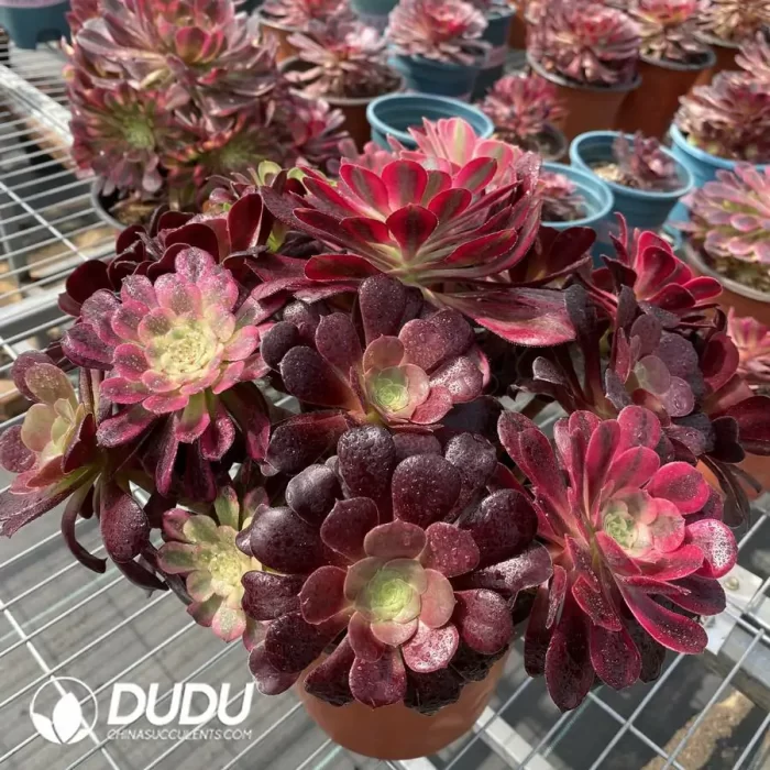 Aeonium Grafted NO.1 - Image 3