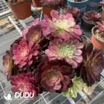 Aeonium Grafted NO.2