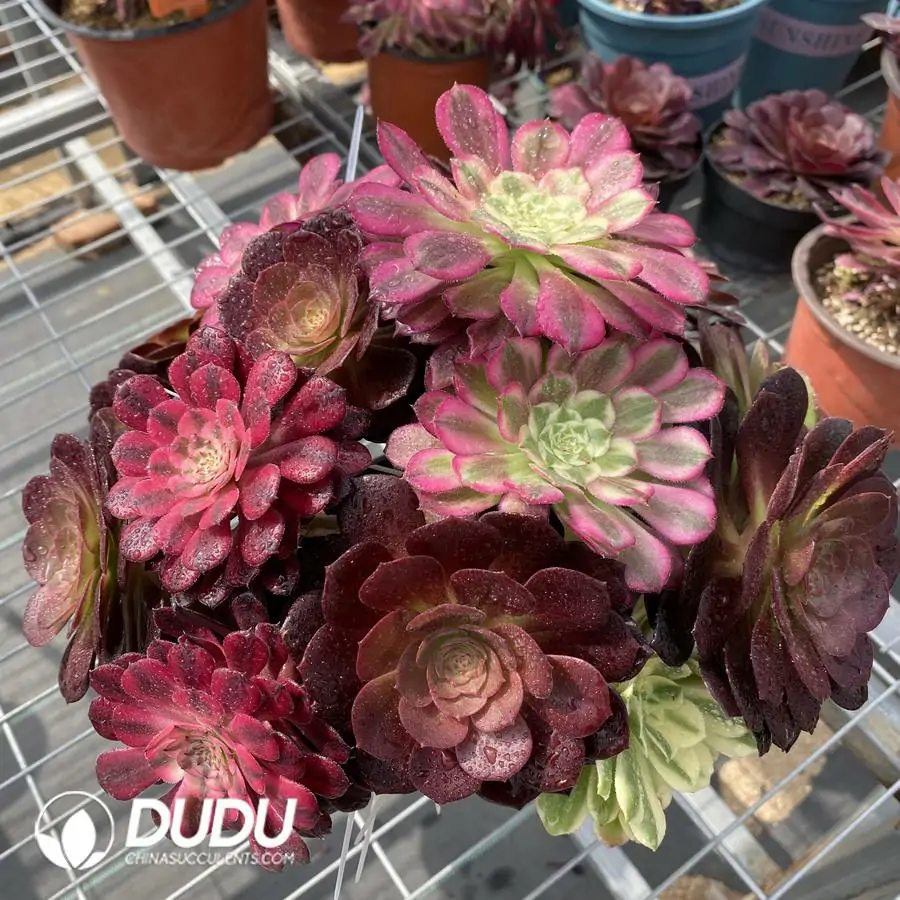 1745217683-e201.webp Aeonium Grafted NO.2 - Image 1