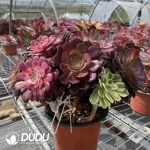 Aeonium Grafted NO.2 - Image 2