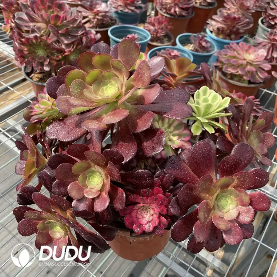 1745217688-e201.webp Aeonium Grafted NO.3 - Image 1