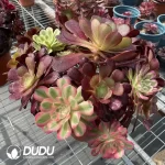 Aeonium Grafted NO.3 - Image 2