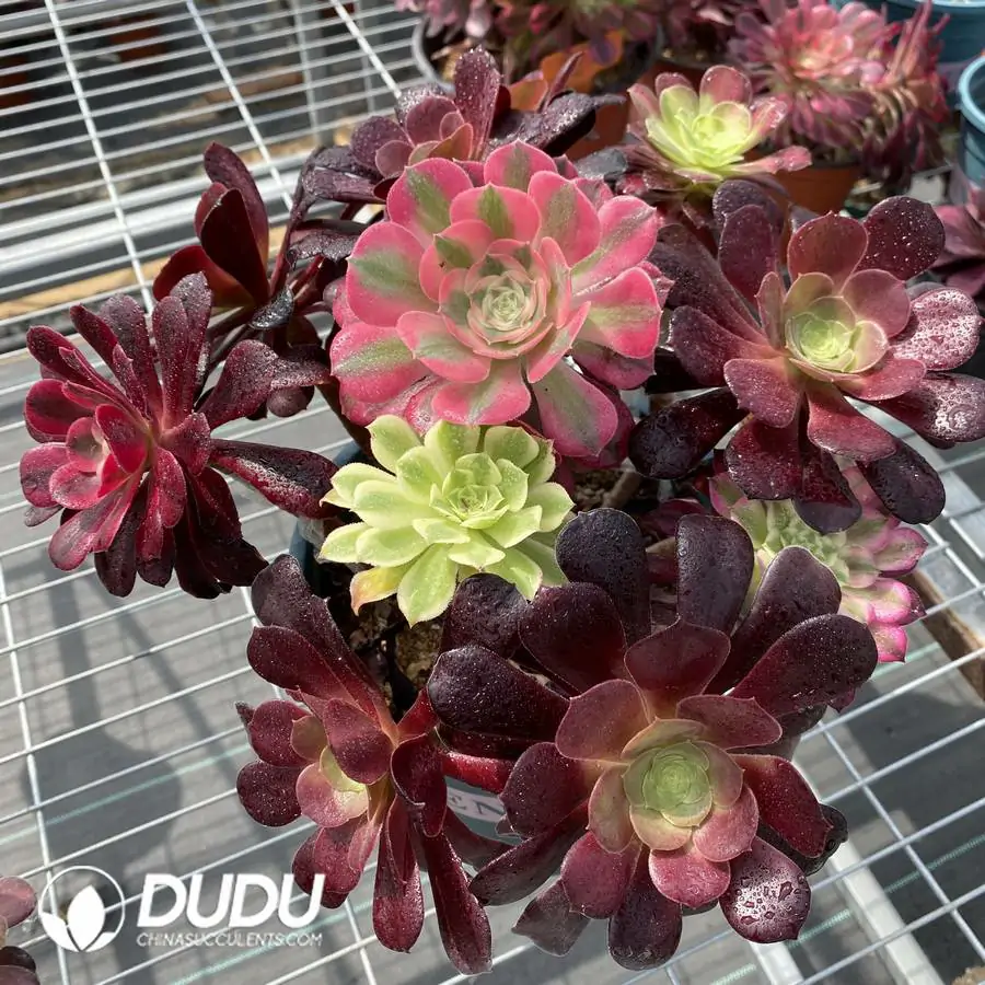 1745217693-e201.webp Aeonium Grafted NO.4 - Image 1